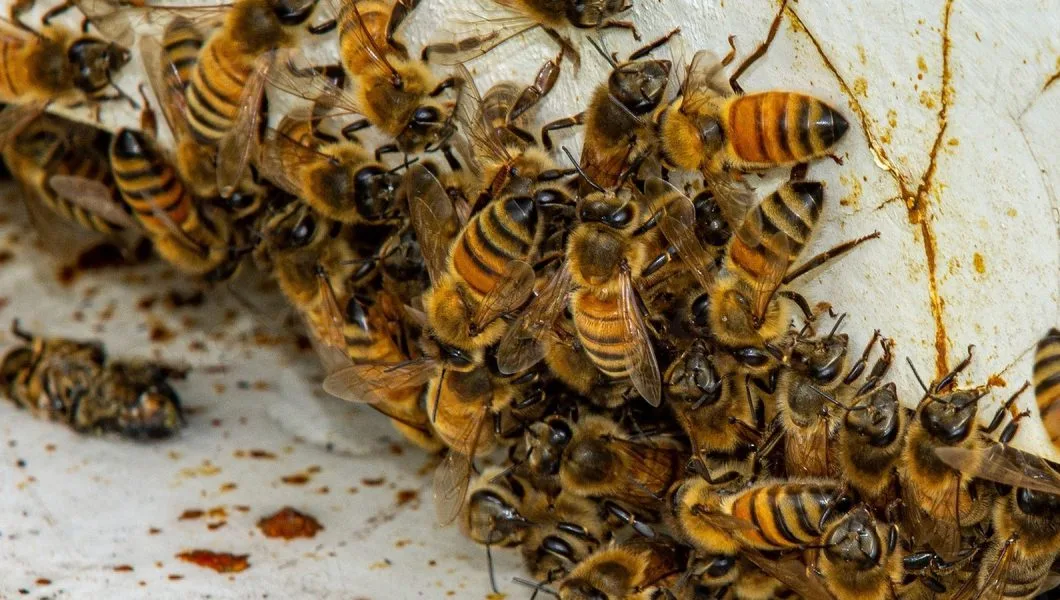 Arı sütü nedir konusunu anlatan görsel: petek üzerinde çalışan bal arıları