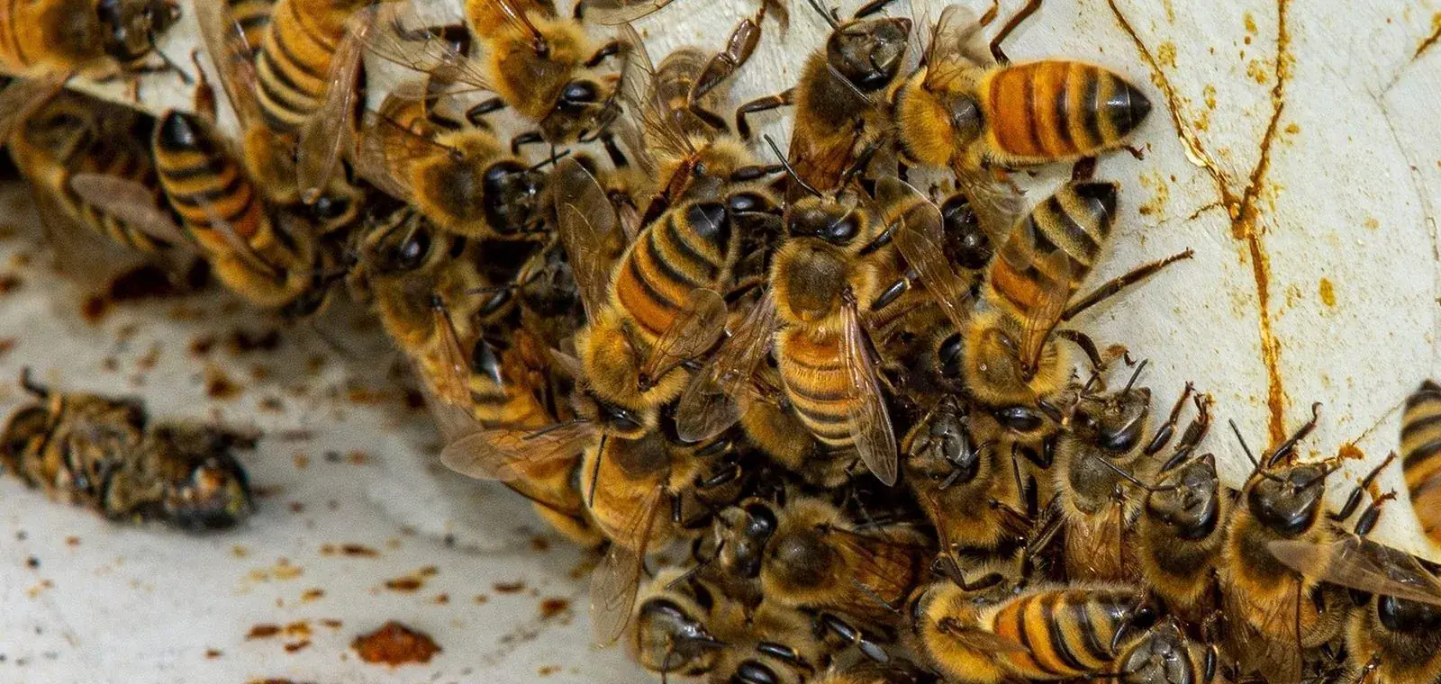 Arı sütü nedir konusunu anlatan görsel: petek üzerinde çalışan bal arıları