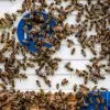Propolis nedir konusunu anlatan görsel: kovan girişinde çalışan bal arıları