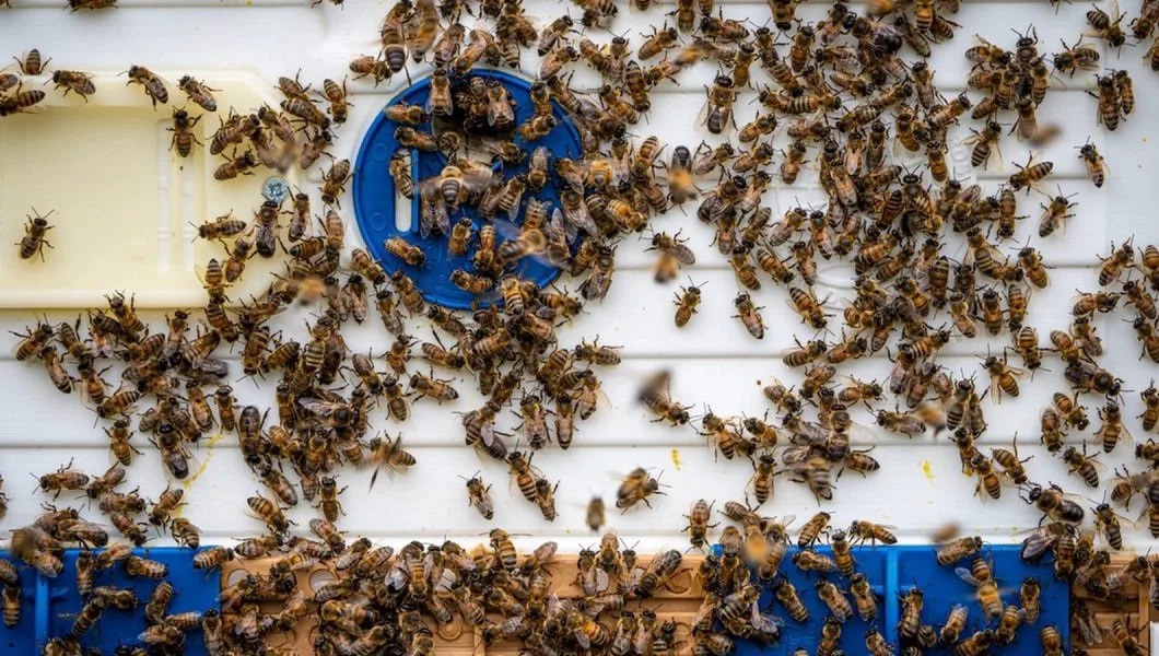 Propolis nedir konusunu anlatan görsel: kovan girişinde çalışan bal arıları
