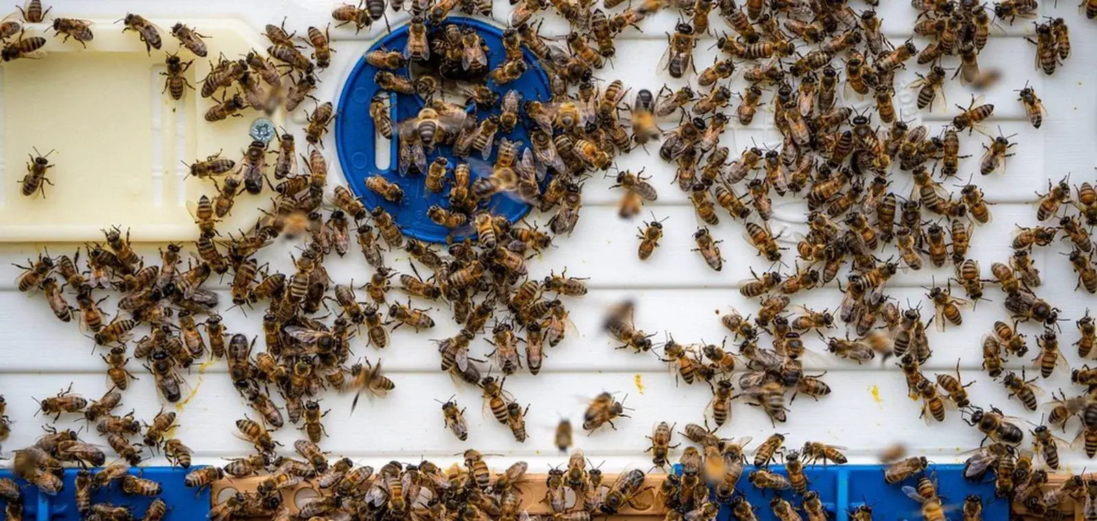 Propolis nedir konusunu anlatan görsel: kovan girişinde çalışan bal arıları
